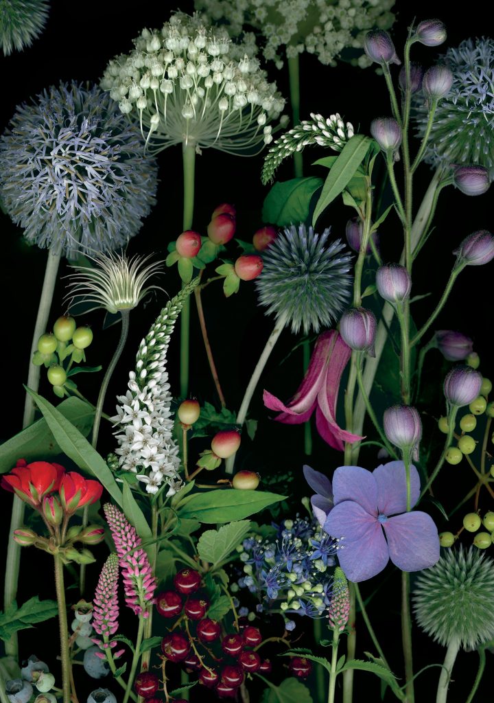 Deb Stoner: Allium. Gooseneck Loosestrife. and Red Currants Birthday Card