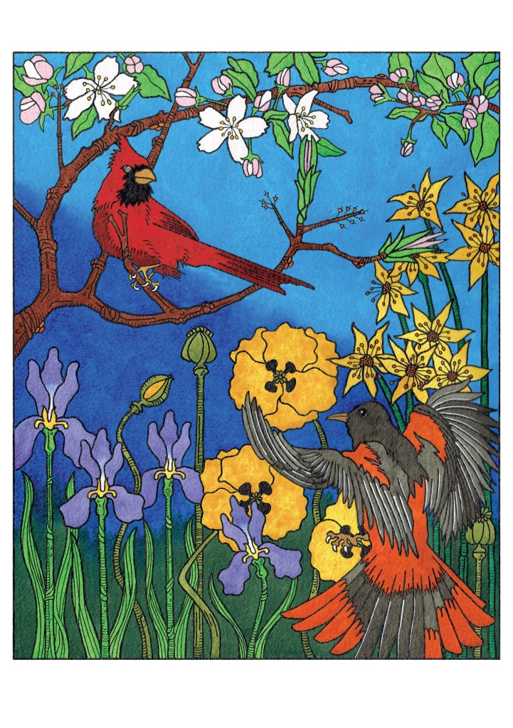 CJ Hurley: Cardinal and Oriole Birthday Card