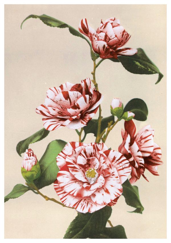 Kazumasa Ogawa: Striped Camellias Birthday Card