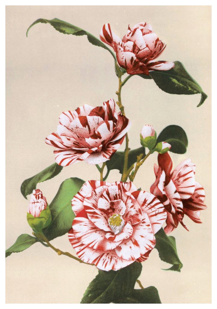 Kazumasa Ogawa: Striped Camellias Birthday Card
