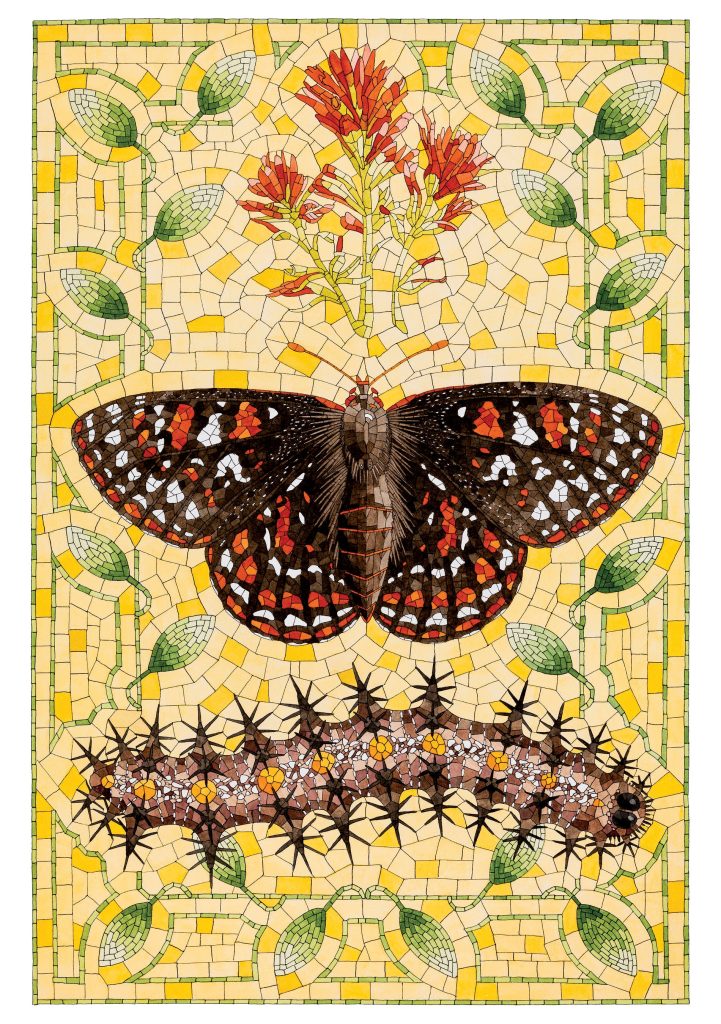 David Cohen: Taylor's Checkerspot Birthday Card