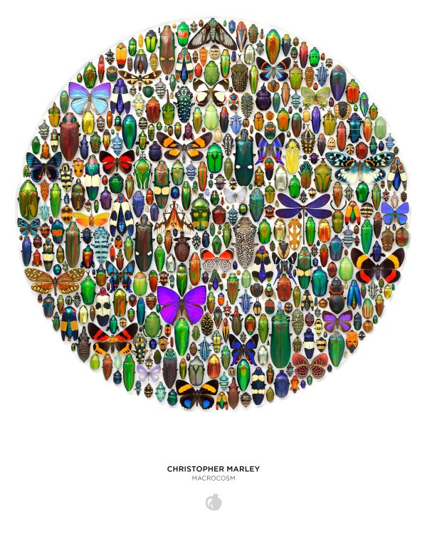 Christopher Marley: Macrocosm 500-Piece Circular Jigsaw Puzzle - Image 3