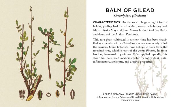 Herbs and Medicinal Plants Knowledge Cards - Image 3
