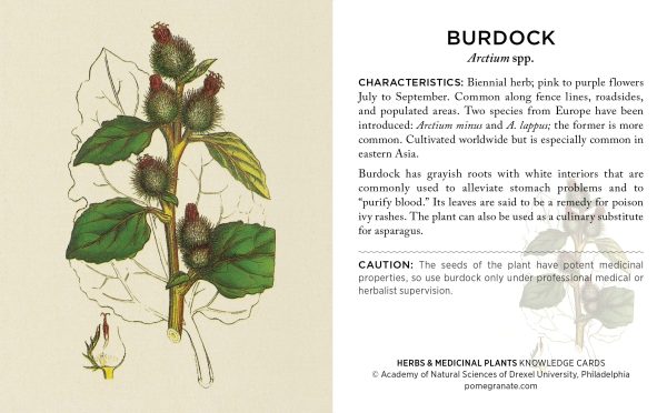 Herbs and Medicinal Plants Knowledge Cards - Image 4