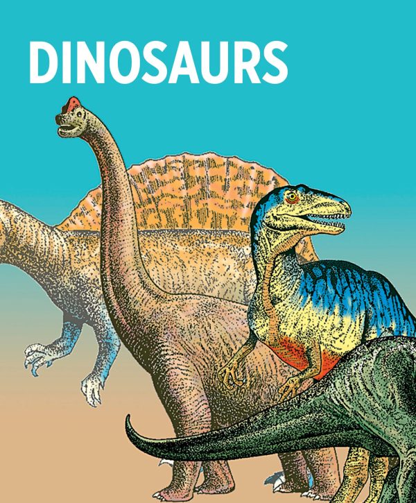 Dinosaurs Knowledge Cards - Image 2