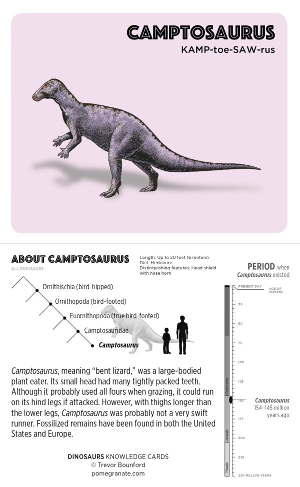 Dinosaurs Knowledge Cards - Image 3
