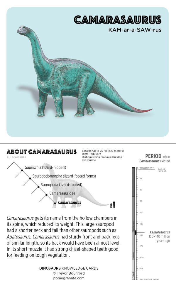 Dinosaurs Knowledge Cards - Image 4