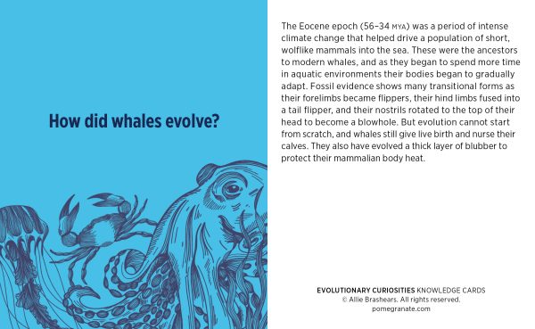 Evolutionary Curiosities Knowledge Cards - Image 4