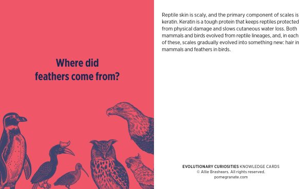 Evolutionary Curiosities Knowledge Cards - Image 5