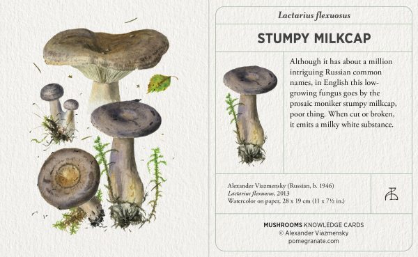 Mushrooms: Alexander Viazmensky Knowledge Cards - Image 3