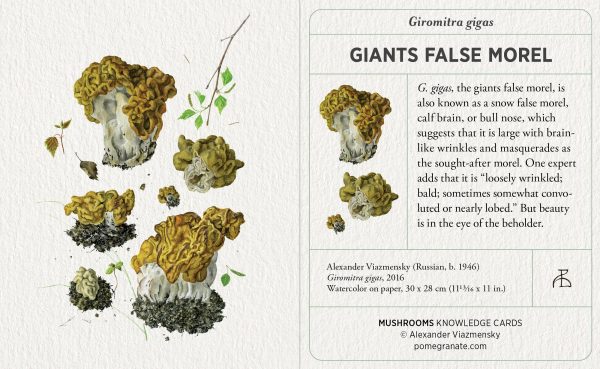 Mushrooms: Alexander Viazmensky Knowledge Cards - Image 4