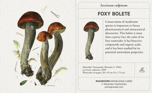 Mushrooms: Alexander Viazmensky Knowledge Cards - Image 5
