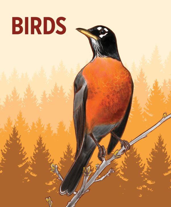 Birds Knowledge Cards - Image 2