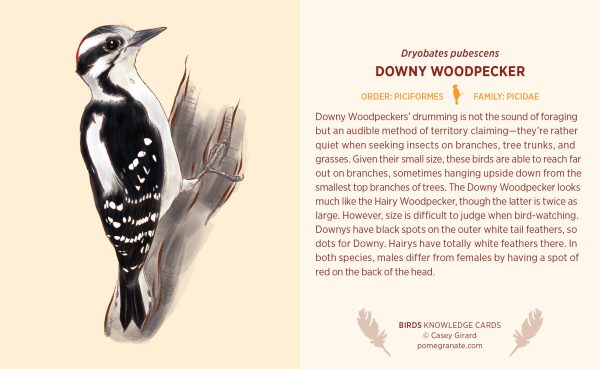 Birds Knowledge Cards - Image 3