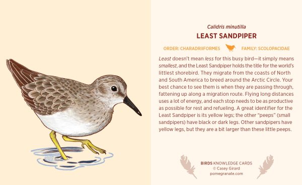 Birds Knowledge Cards - Image 4