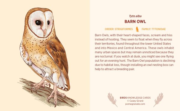 Birds Knowledge Cards - Image 5