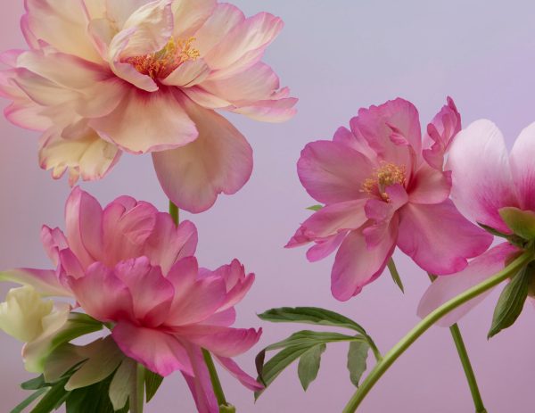 Doan Ly Flowers Keepsake Boxed Notecards - Image 3