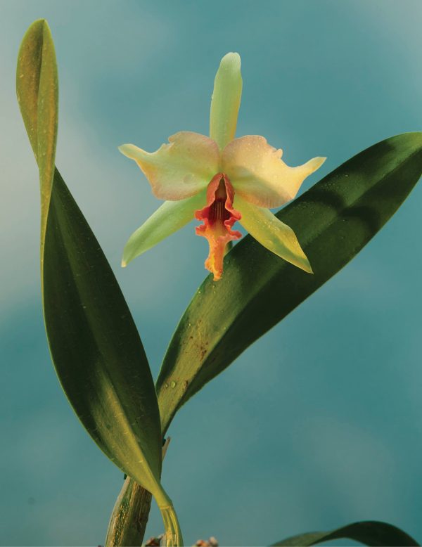 Doan Ly Flowers Keepsake Boxed Notecards - Image 4