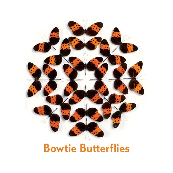 Christopher Marley's Incredible Insects Memory Game - Image 2