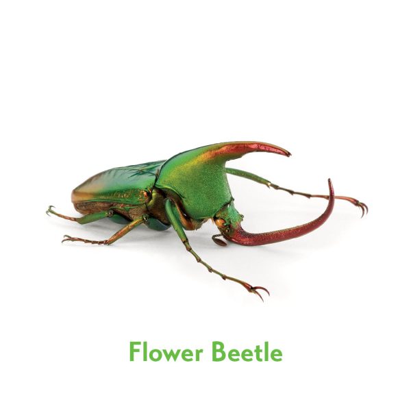 Christopher Marley's Incredible Insects Memory Game - Image 3