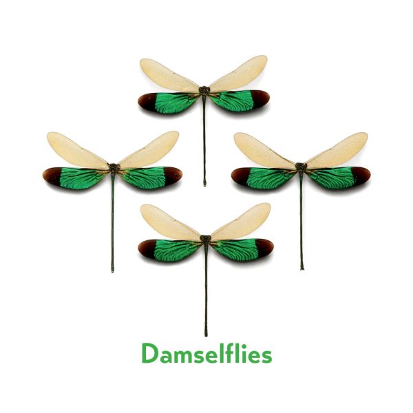 Christopher Marley's Incredible Insects Memory Game - Image 4