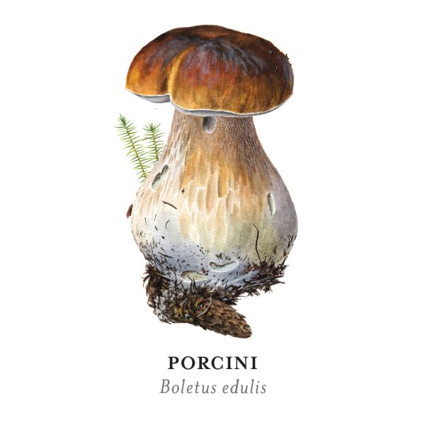 Mushrooms: Alexander Viazmensky Memory Game - Image 2