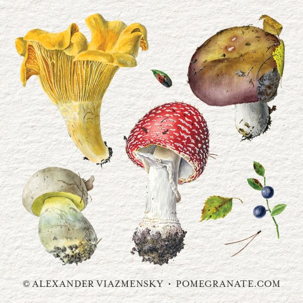 Mushrooms: Alexander Viazmensky Memory Game - Image 3