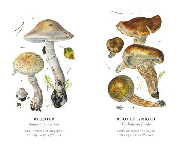 Mushrooms: Alexander Viazmensky Memory Game - Image 5