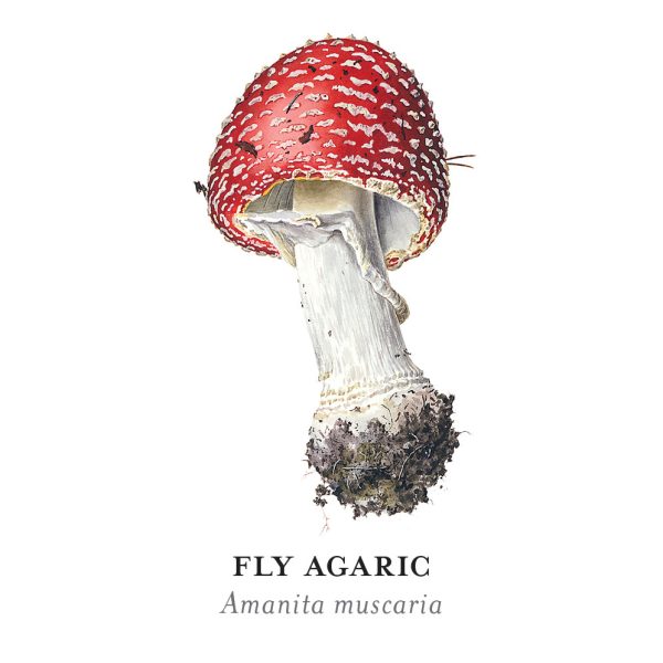 Mushrooms: Alexander Viazmensky Memory Game - Image 6