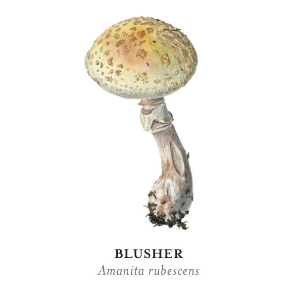 Mushrooms: Alexander Viazmensky Memory Game - Image 7