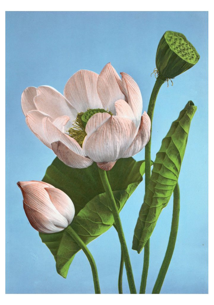 Kazumasa Ogawa: Lotuses Notecard