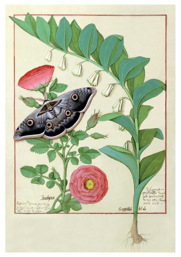 Robinet Testard: Rose. Solomon's Seal. and Moth Notecard