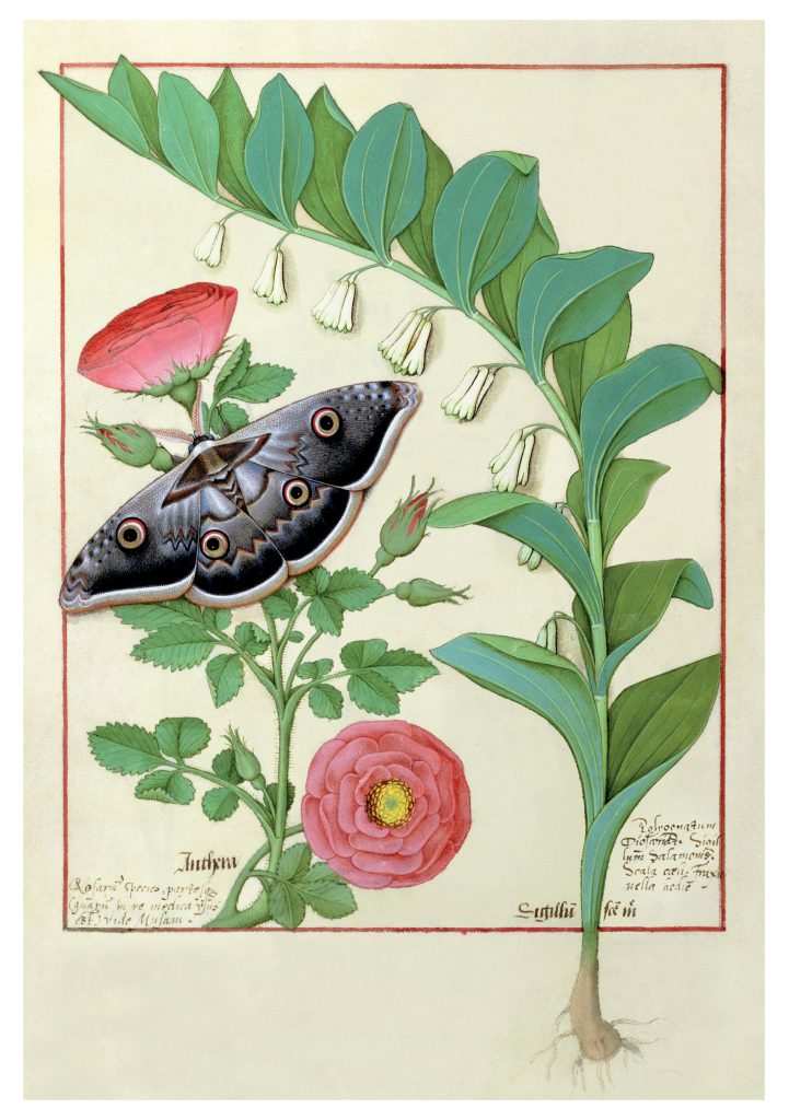 Robinet Testard: Rose. Solomon's Seal. and Moth Notecard