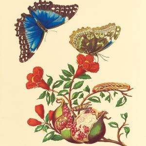Maria Sibylla Merian: Pomegranate and Blue Morpho Butterfly Notecard