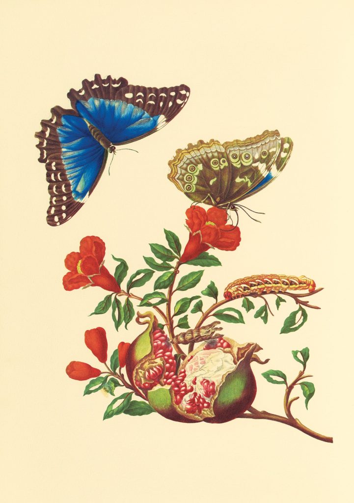 Maria Sibylla Merian: Pomegranate and Blue Morpho Butterfly Notecard
