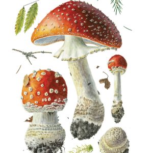Alexander Viazmensky: Amanita muscaria Notecard