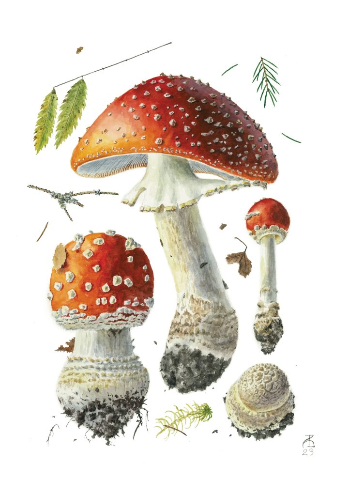 Alexander Viazmensky: Amanita muscaria Notecard