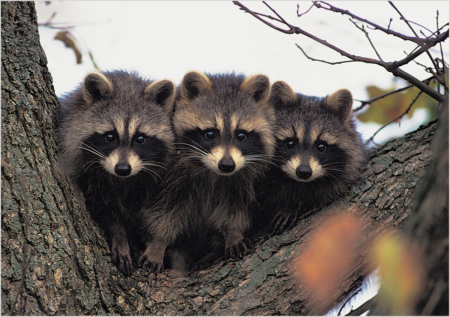 Three Young Raccoons Notecard