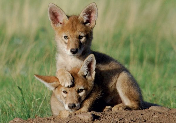 Coyote Pups Notecard