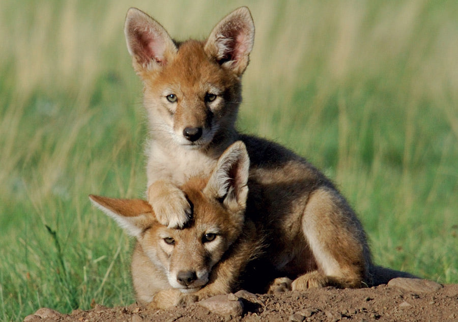 Coyote Pups Notecard