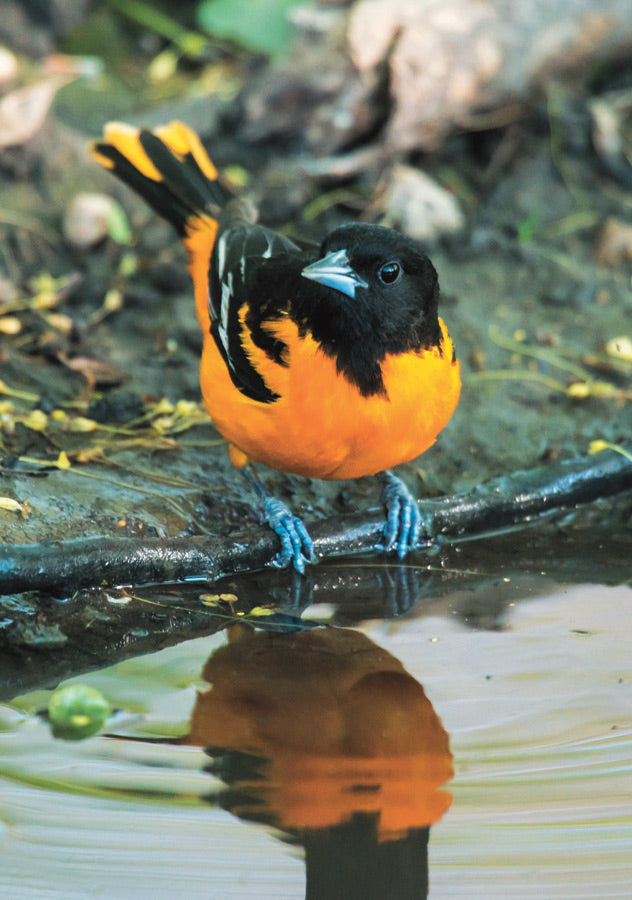 Baltimore Oriole Notecard