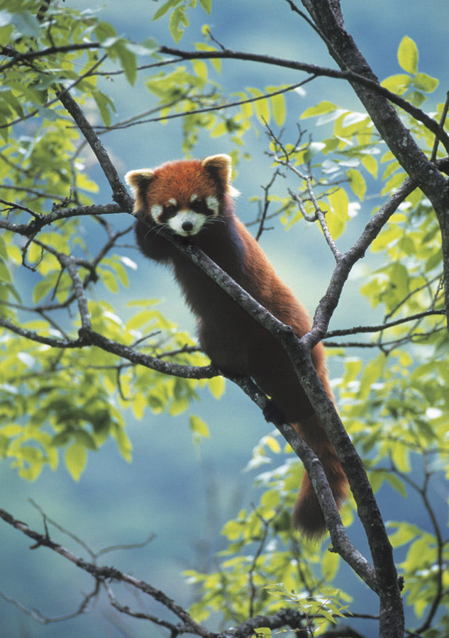 Red Panda Notecard