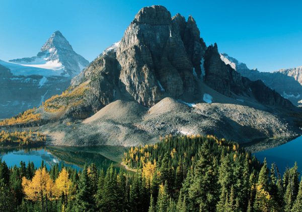 Larch Trees in Autumn below Mount Assiniboine Notecard