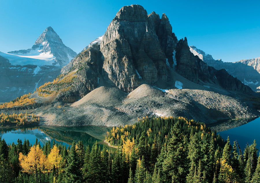 Larch Trees in Autumn below Mount Assiniboine Notecard