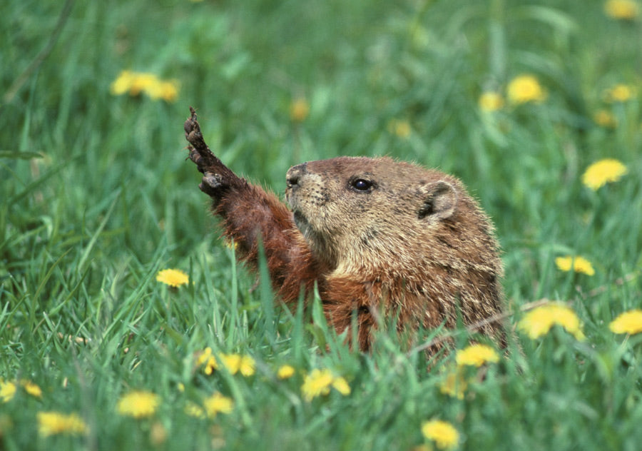 Woodchuck Notecard