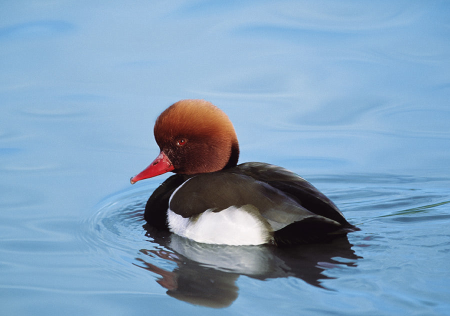 Red-Crested Pochard Notecard