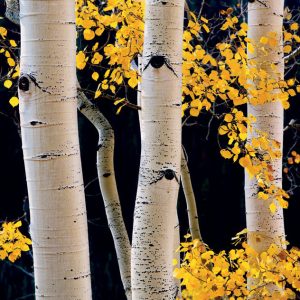 Aspen Forest. Maroon Bells-Snowmass Wilderness Notecard