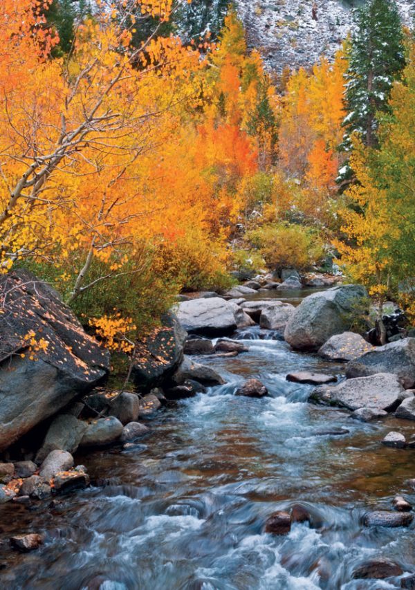 Fall Color along Bishop Creek. Inyo National Forest Notecard
