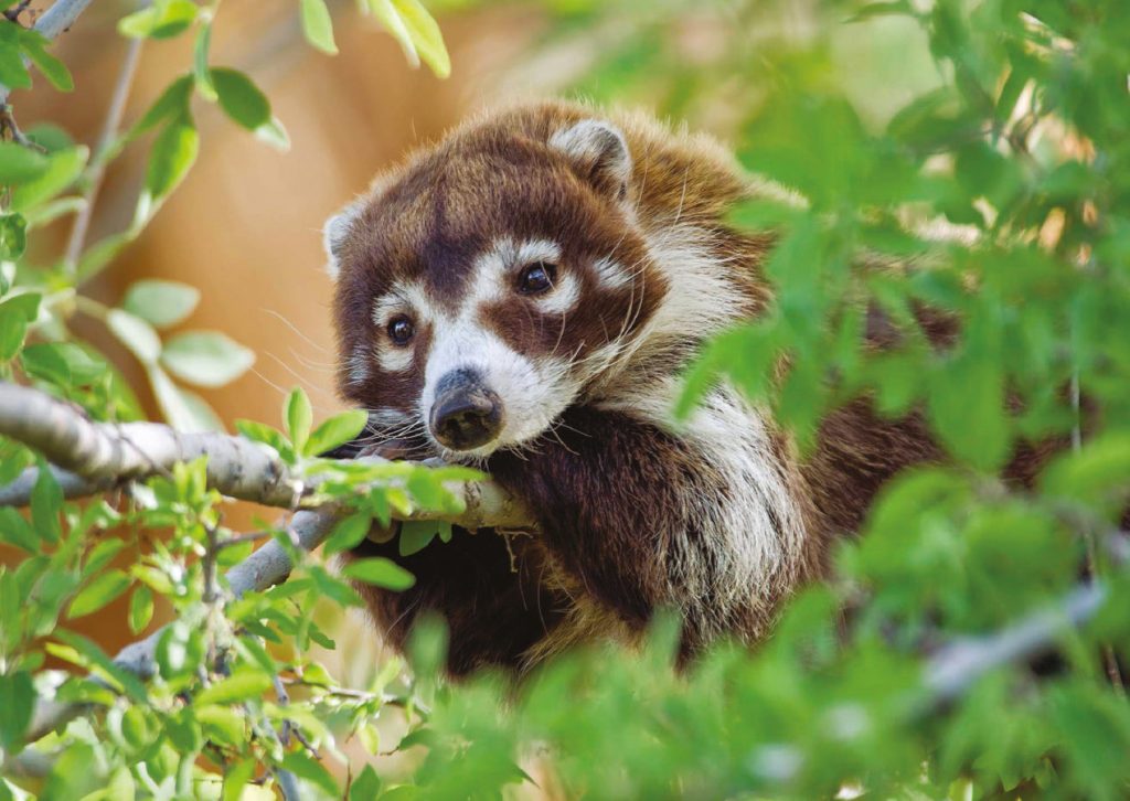 Coatimundi in a Tree Notecard