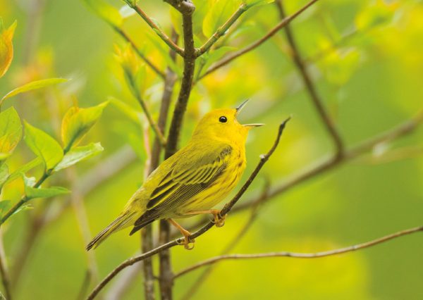 Yellow Warbler Notecard